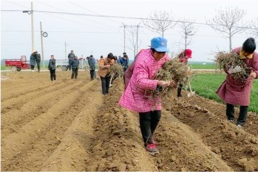 家里有10亩地，种什么收益高？这三种中药材有销路