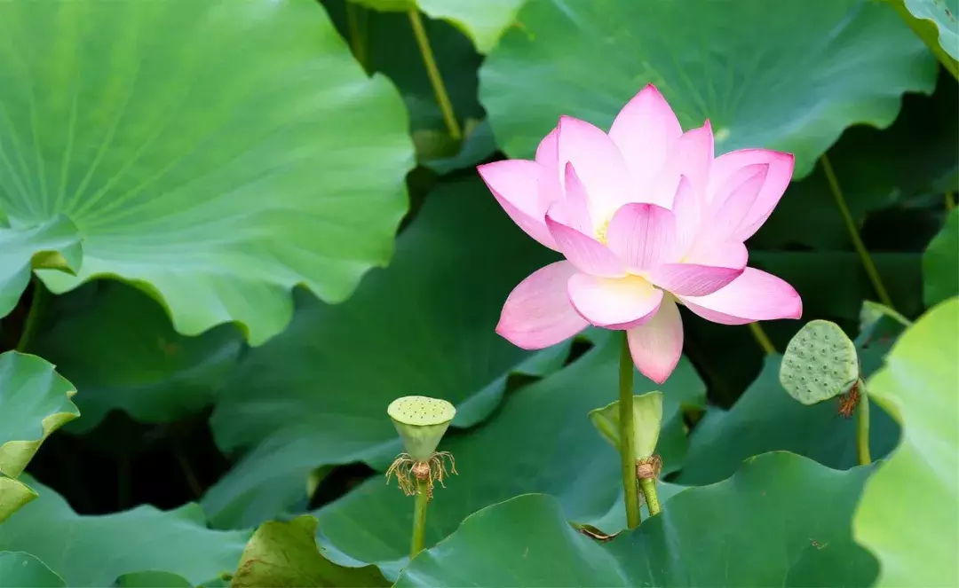 十首荷花诗词，唯美了整个夏天