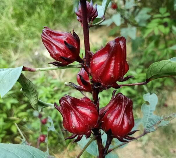 新鲜洛神花怎么吃佳(新鲜洛神花三种吃法效果好)