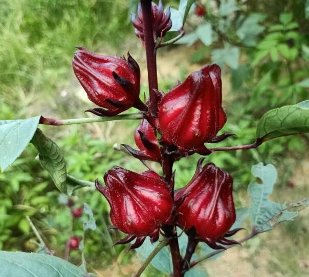 新鲜洛神花怎么吃佳（新鲜洛神花三种吃法效果好）