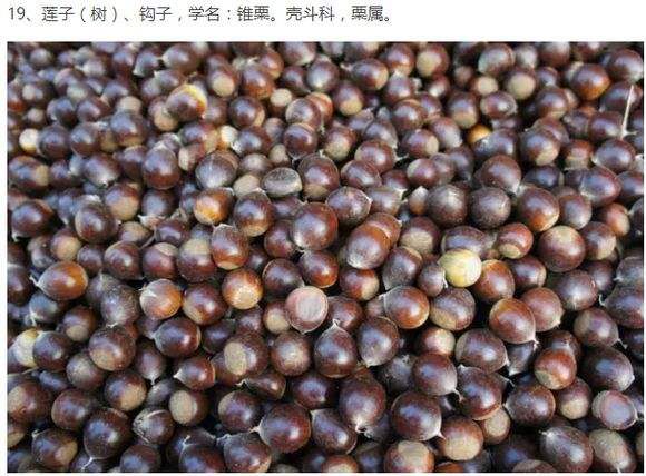 栗怎么读什么意思(栗读li还是su)