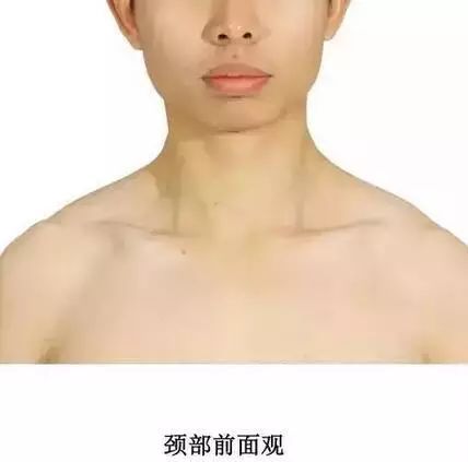 中国实用人体体表解剖（含人体解剖图实验步骤）