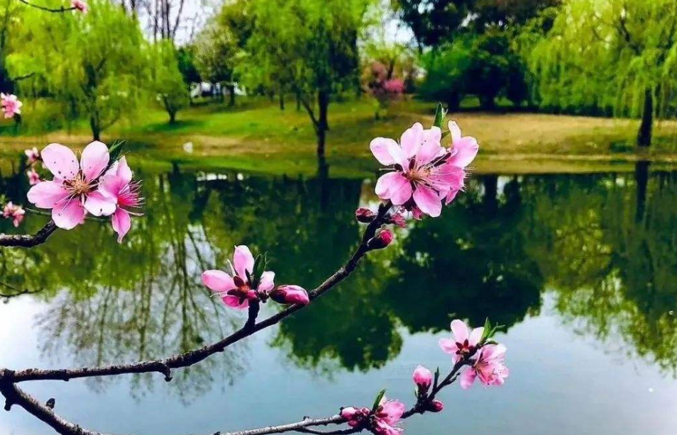 「诗词鉴赏」阳春三月，十二首春词，迎接美好的春天