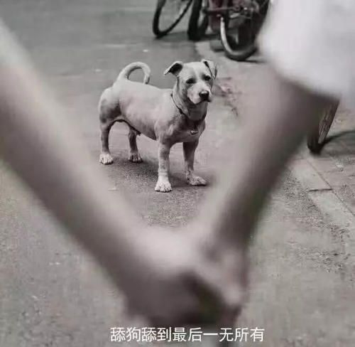 舔狗是什么意思网络词(对一个人好就是舔狗吗)