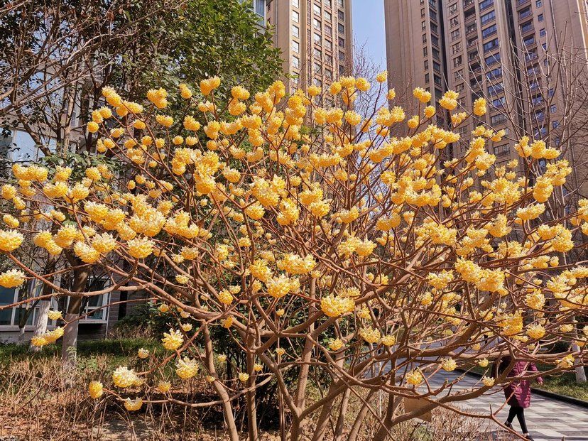 春游赏花，都是什么花？这100个花卉图鉴，给大家做科普，涨知识