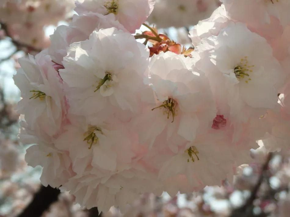 春天常见的40种花，教你从头认个遍，以后认花再也不求人！