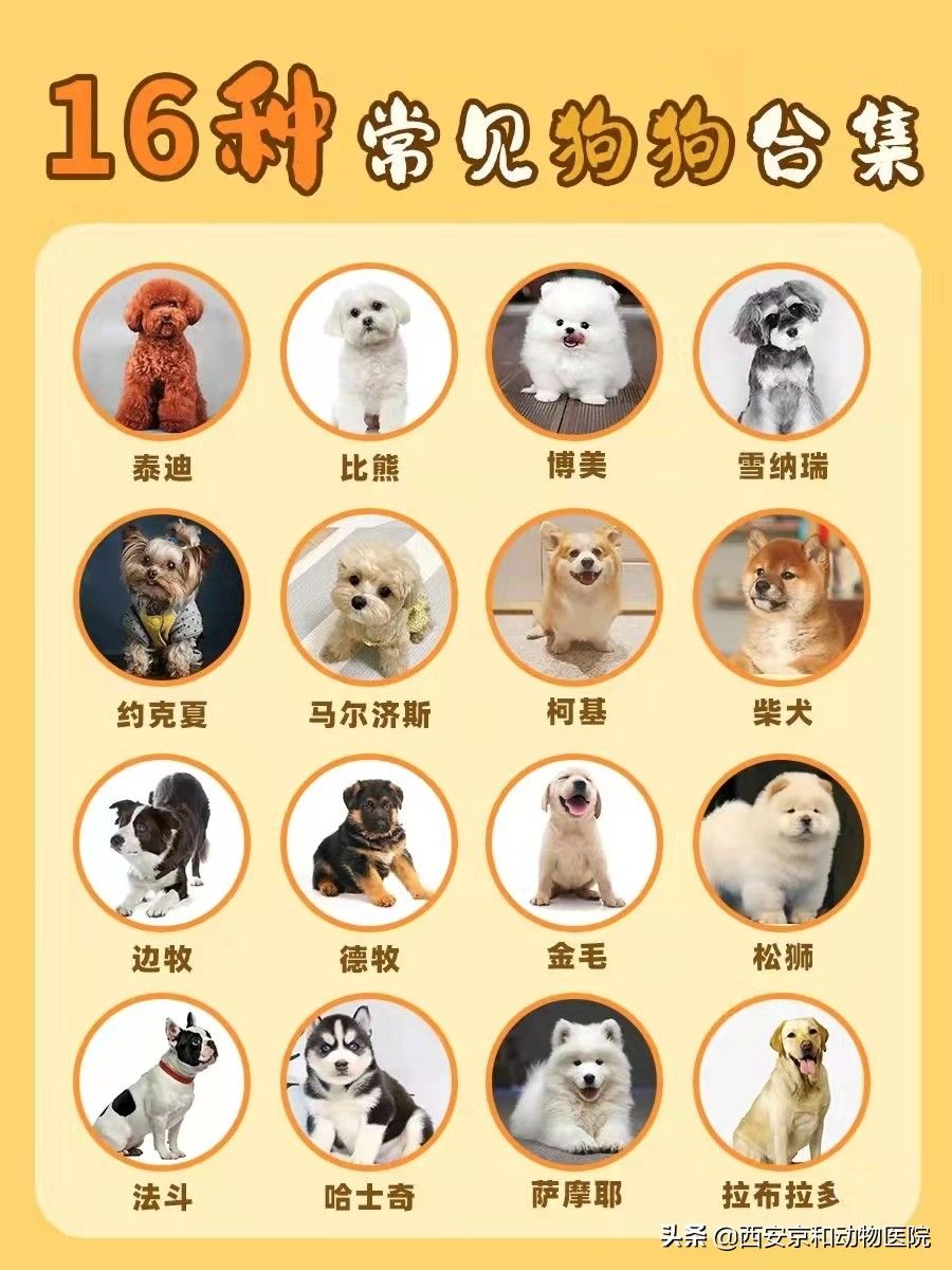 狗品种有哪些（常见16种狗狗优缺点及喂养难度合集图片大全）