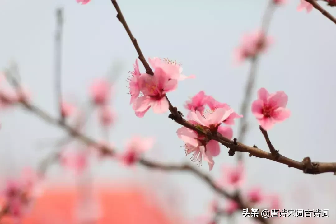 48首桃花诗词，许你十里桃花,遇见最美的桃花