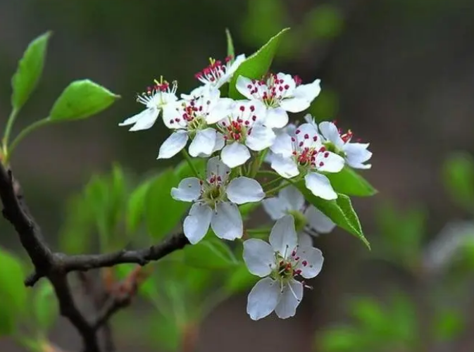 风吹棠梨花，十二首棠梨花的诗词，满树花开，洁白胜雪