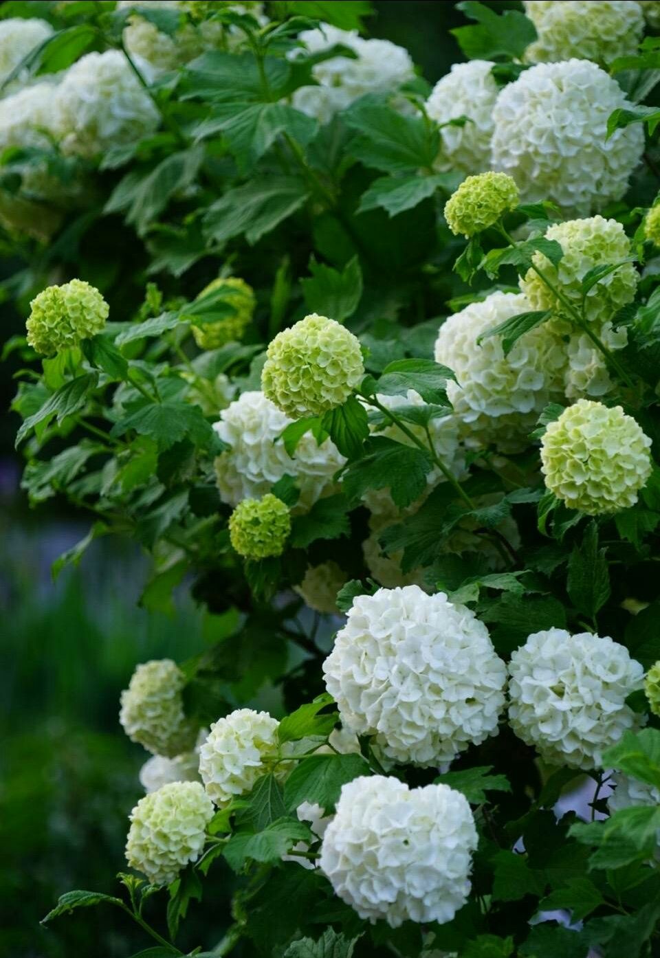 春游赏花，都是什么花？这100个花卉图鉴，给大家做科普，涨知识