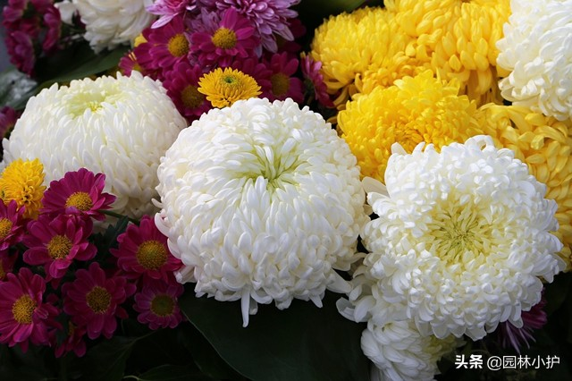 菊花的花语和寓意是什么(菊花代表什么象征意义)