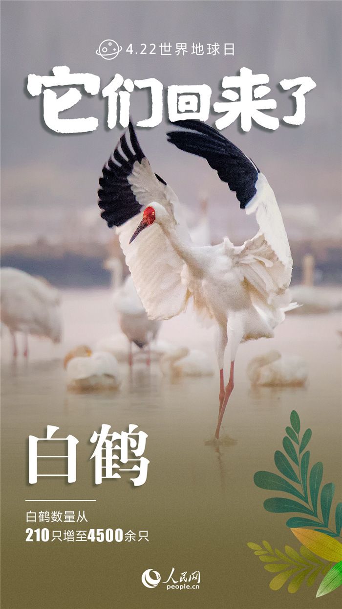 它们回来了！九张海报*野生动物保护成绩单