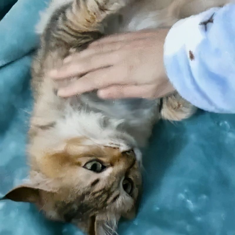 四川话rua是什么意思(好可爱想rua猫 rua狗什么梗)
