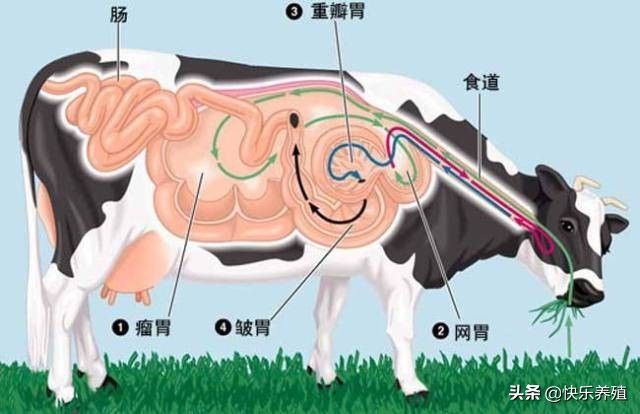 牛有几个胃分别叫毛肚百叶（牛的四个胃对应的俗称）
