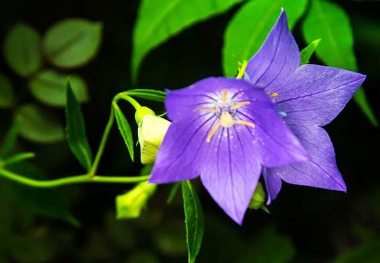 紫色桔梗花的花语是什么（桔梗花的花语图片和象征意义）