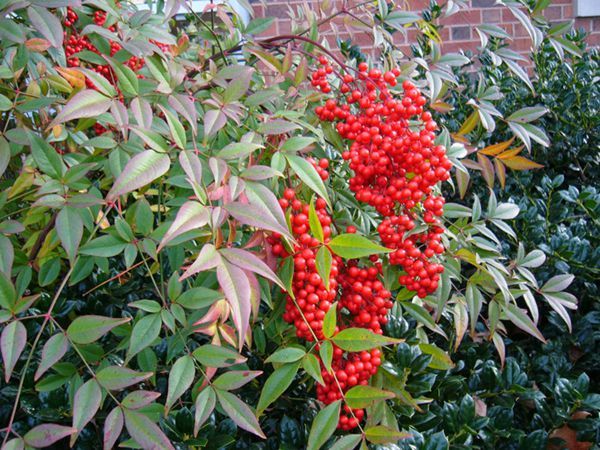 春游赏花，都是什么花？这100个花卉图鉴，给大家做科普，涨知识