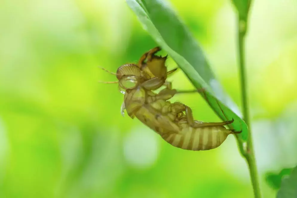 还在嫌弃蝉的聒噪？其实它的一生很传奇……