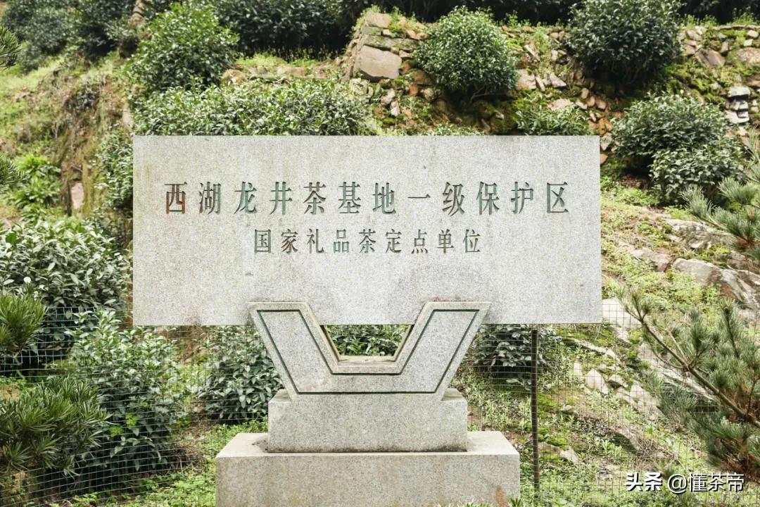 都是西湖龙井，不同产区有啥不一样？