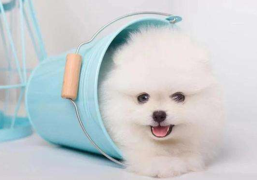 茶杯犬多少钱一只(茶杯犬制作过程残忍)