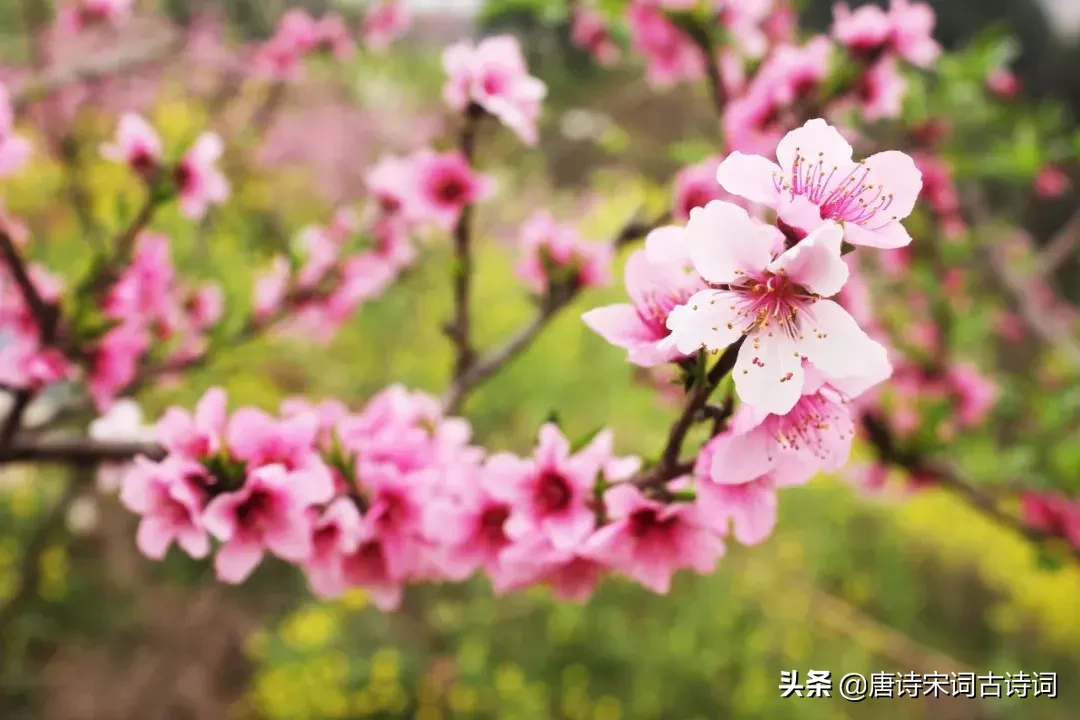 48首桃花诗词，许你十里桃花,遇见最美的桃花