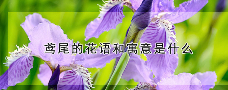 鸢尾花的花语和寓意是什么（鸢尾花的花语和象征意义）