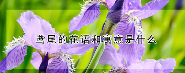 鸢尾花的花语和寓意是什么(鸢尾花的花语和象征意义)