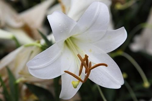 春天开的花是哪首歌的歌词(春天的花开的歌名)