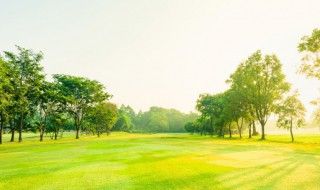 绿色代表着什么意思(绿色象征意义及寓意)