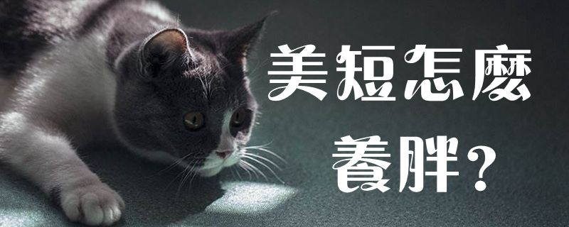 美短怎么养胖些（美短猫养不胖是什么原因）