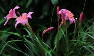兰花草怎么养(盆栽兰花草的养殖方法和注意事项)