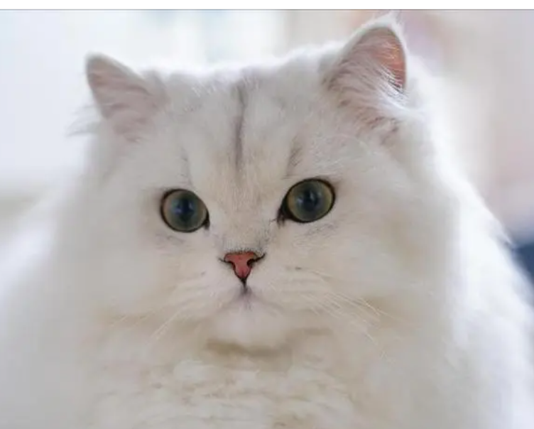金吉拉猫是什么品种(金吉拉什么颜色最贵)