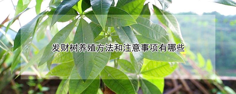 发财树怎么养才能更旺盛(发财树养殖方法和注意事项)