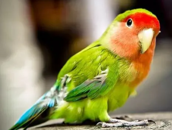 parrot什么意思英语(单词studio在线中文翻译和读音)
