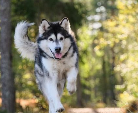 阿拉斯加犬是哪个国家的(阿拉斯加优缺点有哪些)