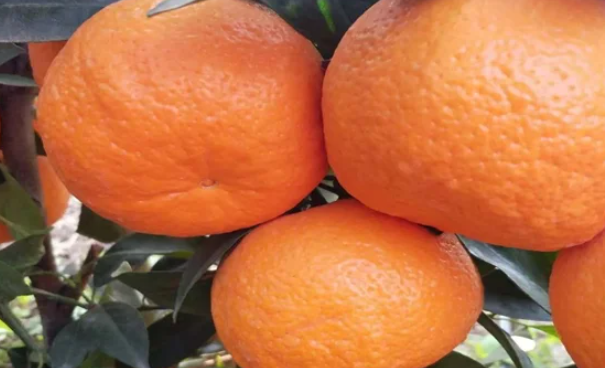 沃柑英语怎么读(沃柑英文名读法Orah mandarin)