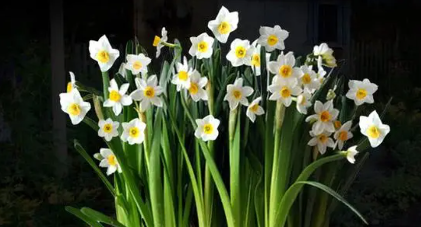 水仙花怎么养护(水仙花水养方法和注意事项)