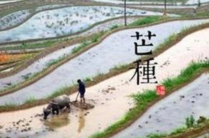 芒种歌曲表达什么意思（芒种歌词的内容分析）