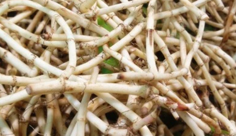 折耳根什么味道(香菜爱好者的最爱四川重庆人的饭后甜点)