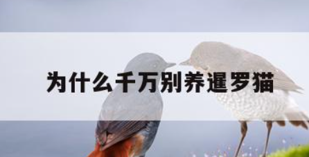 暹罗猫为什么不能养(不养暹罗猫的5个原因)