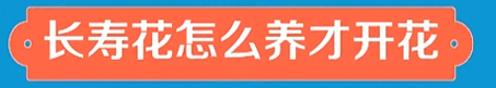 长寿花怎么养(四个小技巧让你的长寿花爆盆开花)