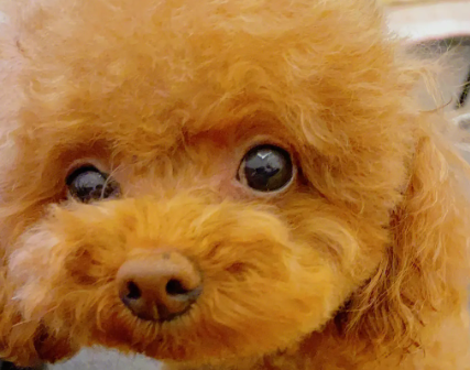 泰迪狗狗怎么哄睡觉(幼犬造型与训练全攻略)
