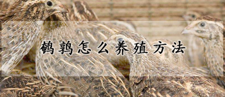 鹌鹑怎么养(养殖鹌鹑用什么笼子方便)