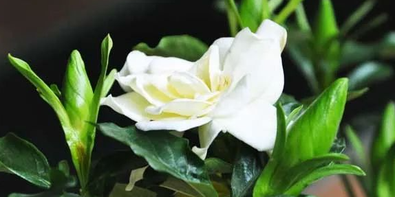栀子花怎么养才能更旺盛(栀子花的养殖方法和注意事项)