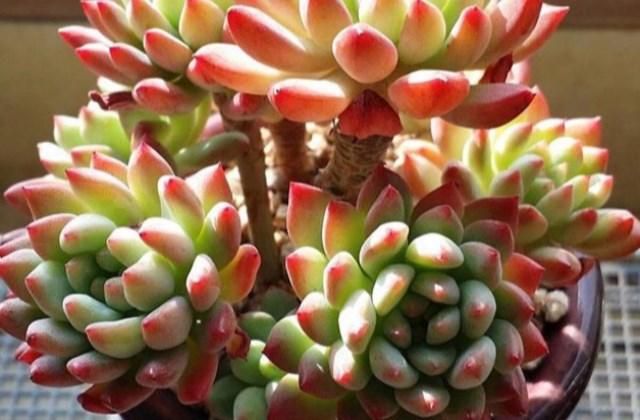 多肉植物怎么养(多肉的生长特点及养殖方法)