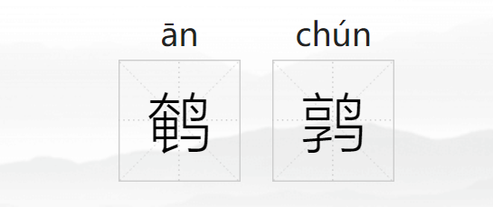 鹌鹑怎么读可以读轻声吗（鹌鹑的拼音发音及造句）