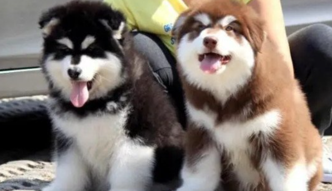 阿拉斯加犬多少钱一只(阿拉斯加犬的价格因素和购买注意事项)