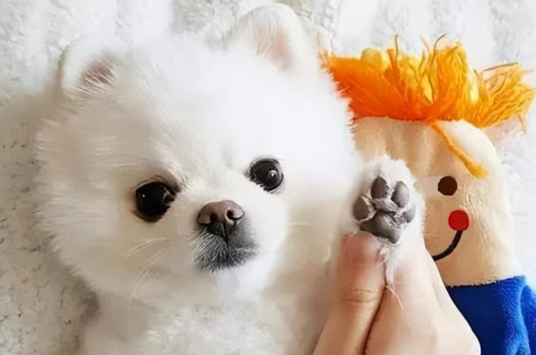 博美是怎样的狗狗(深入了解博美的需求和个性)