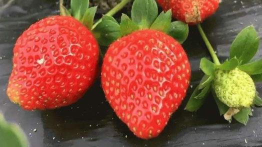 优秀的草莓品种有哪些（十大名贵草莓品种大全）