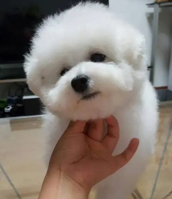 比熊犬图片(小比熊犬一只400元图片)