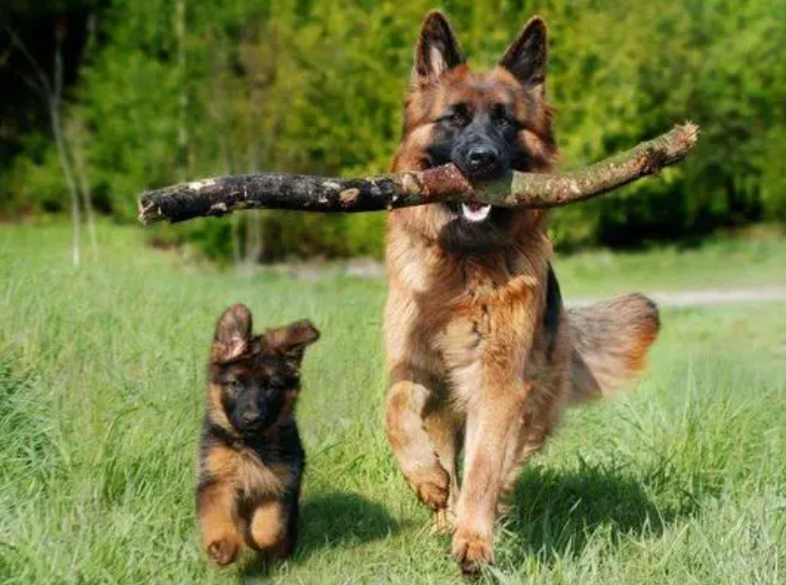 德牧怎么养(新手养德国牧羊犬要注意什么事项)